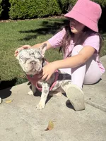 Oakley, a female French Bulldog for sale in Clovis, CA – Photo 8 of 10