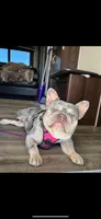 Oakley, a female French Bulldog for sale in Clovis, CA – Photo 7 of 10