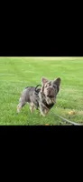 Oakley, a female French Bulldog for sale in Clovis, CA – Photo 6 of 10