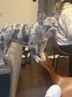 Oakley, a female French Bulldog for sale in Clovis, CA – Photo 4 of 10