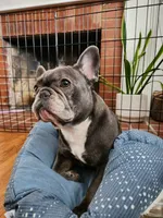 🐾Stitch🐾, a male French Bulldog for sale in Galax, VA – 4 of 5