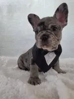 🐾Stitch🐾, a male French Bulldog for sale in Galax, VA – 1 of 5