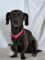 Ryka, a female Miniature Dachshund and Chiweenie for sale in Galax, VA – Photo 10 of 10