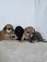 Ryka, a female Miniature Dachshund and Chiweenie for sale in Galax, VA – Photo 5 of 10