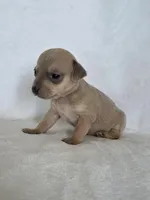 Ryka, a female Miniature Dachshund and Chiweenie for sale in Galax, VA – Photo 3 of 10