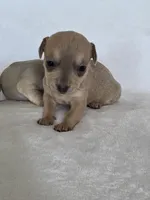 Ryka, a female Miniature Dachshund and Chiweenie for sale in Galax, VA – Photo 7 of 10