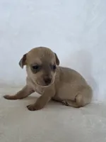 Ryka, a female Miniature Dachshund and Chiweenie for sale in Galax, VA – Photo 4 of 10