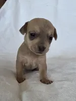 Ryka, a female Miniature Dachshund and Chiweenie for sale in Galax, VA – Photo 6 of 10