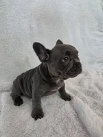 ❤️ 🪾 Bruce 🪾 ❤️, a male French Bulldog for sale in Galax, VA – 3 of 5