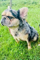 ❤️ 🪾 Bruce 🪾 ❤️, a male French Bulldog for sale in Galax, VA – 5 of 5