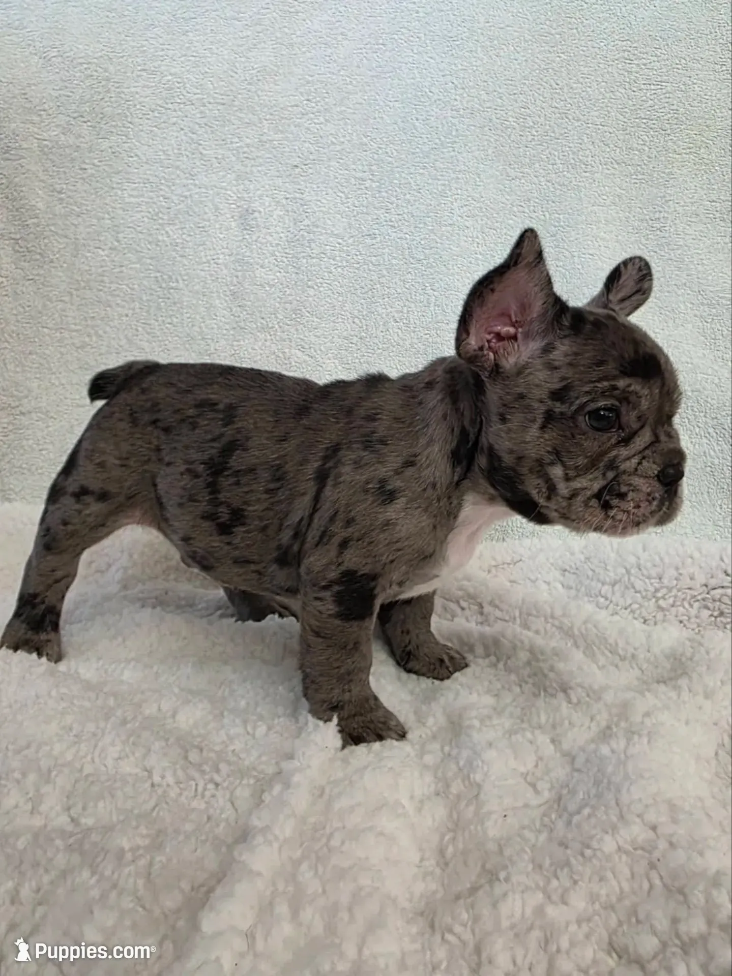 🐾Stitch🐾, a male French Bulldog for sale in Galax, VA – 4 of 5