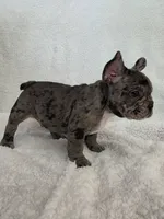 🐾Stitch🐾, a male French Bulldog for sale in Galax, VA – 3 of 5