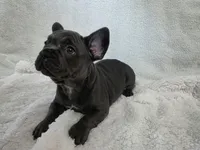 ❤️ 🪾 Bruce 🪾 ❤️, a male French Bulldog for sale in Galax, VA – 2 of 5