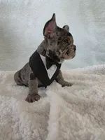 🐾Stitch🐾, a male French Bulldog for sale in Galax, VA – 2 of 5