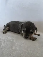 Iris, a female Miniature Dachshund and Chiweenie for sale in Galax, VA – Photo 3 of 9