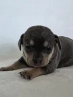 Iris, a female Miniature Dachshund and Chiweenie for sale in Galax, VA – Photo 4 of 9