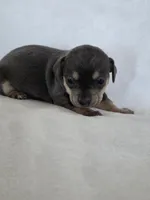 Iris, a female Miniature Dachshund and Chiweenie for sale in Galax, VA – Photo 6 of 9