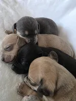 Iris, a female Miniature Dachshund and Chiweenie for sale in Galax, VA – Photo 9 of 9