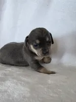 Iris, a female Miniature Dachshund and Chiweenie for sale in Galax, VA – Photo 5 of 9