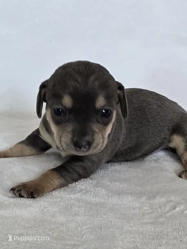 Iris, a female Miniature Dachshund and Chiweenie for sale in Galax, VA – Photo 1 of 9