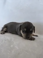 Iris, a female Miniature Dachshund and Chiweenie for sale in Galax, VA – Photo 7 of 9