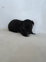 Kava, a male Miniature Dachshund and Chiweenie for sale in Galax, VA – Photo 2 of 10