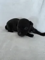 Kava, a male Miniature Dachshund and Chiweenie for sale in Galax, VA – Photo 7 of 10