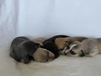 Kava, a male Miniature Dachshund and Chiweenie for sale in Galax, VA – Photo 3 of 10