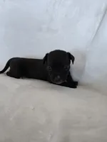 Kava, a male Miniature Dachshund and Chiweenie for sale in Galax, VA – Photo 9 of 10