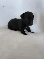 Kava, a male Miniature Dachshund and Chiweenie for sale in Galax, VA – Photo 1 of 10