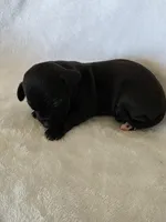 Kava, a male Miniature Dachshund and Chiweenie for sale in Galax, VA – Photo 6 of 10