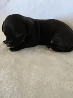 Kava, a male Miniature Dachshund and Chiweenie for sale in Galax, VA – Photo 4 of 10