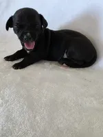 Kava, a male Miniature Dachshund and Chiweenie for sale in Galax, VA – Photo 5 of 10