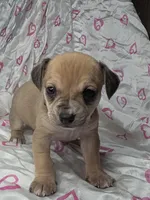 Oscar, a male Miniature Dachshund and Chiweenie for sale in Galax, VA – Photo 9 of 10