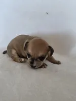 Yeti, a male Miniature Dachshund and Chiweenie for sale in Galax, VA – Photo 7 of 10