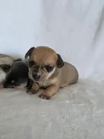 Yeti, a male Miniature Dachshund and Chiweenie for sale in Galax, VA – Photo 4 of 10