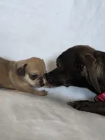 Yeti, a male Miniature Dachshund and Chiweenie for sale in Galax, VA – Photo 9 of 10