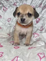 Oscar, a male Miniature Dachshund and Chiweenie for sale in Galax, VA – Photo 10 of 10