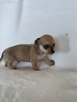 Yeti, a male Miniature Dachshund and Chiweenie for sale in Galax, VA – Photo 6 of 10