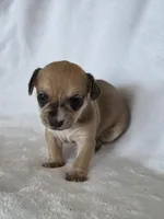 Yeti, a male Miniature Dachshund and Chiweenie for sale in Galax, VA – Photo 2 of 10