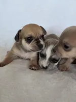 Yeti, a male Miniature Dachshund and Chiweenie for sale in Galax, VA – Photo 5 of 10