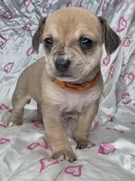 Oscar, a male Miniature Dachshund and Chiweenie for sale in Galax, VA – Photo 1 of 10