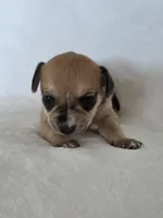 Yeti, a male Miniature Dachshund and Chiweenie for sale in Galax, VA – Photo 8 of 10