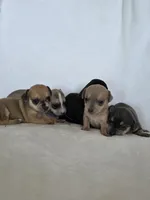 Yeti, a male Miniature Dachshund and Chiweenie for sale in Galax, VA – Photo 3 of 10