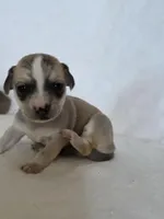 Dell, a female Miniature Dachshund and Chiweenie for sale in Galax, VA – Photo 3 of 10