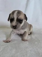 Dell, a female Miniature Dachshund and Chiweenie for sale in Galax, VA – Photo 7 of 10