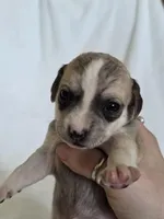 Dell, a female Miniature Dachshund and Chiweenie for sale in Galax, VA – Photo 8 of 10