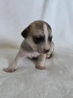 Dell, a female Miniature Dachshund and Chiweenie for sale in Galax, VA – Photo 6 of 10