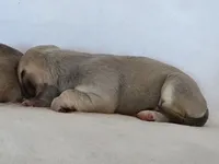 Dell, a female Miniature Dachshund and Chiweenie for sale in Galax, VA – Photo 5 of 10