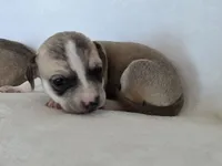 Dell, a female Miniature Dachshund and Chiweenie for sale in Galax, VA – Photo 4 of 10